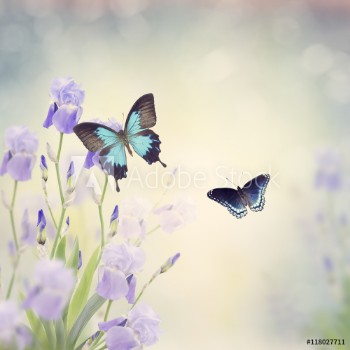 Picture of Flowers and Butterflies